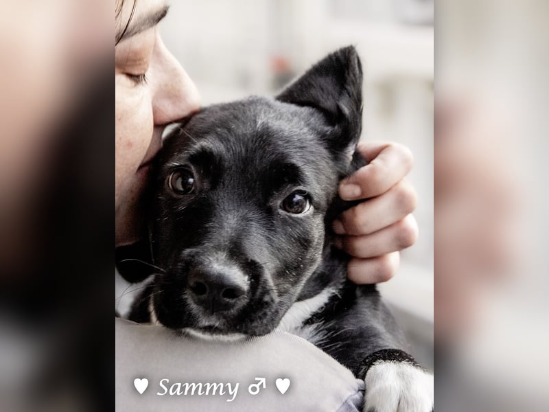 Kokonimix Tammy und Sammy suchen ein Zuhause