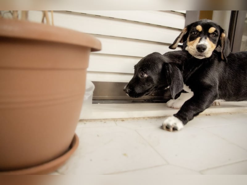 Kokonimix Tammy und Sammy suchen ein Zuhause
