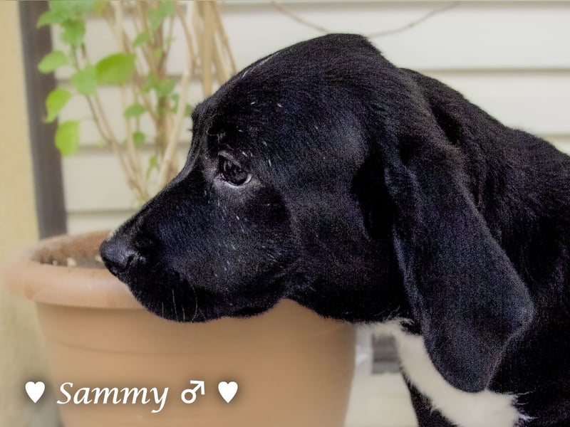 Kokonimix Tammy und Sammy suchen ein Zuhause
