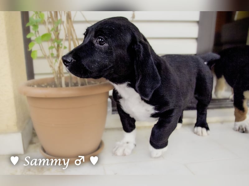 Kokonimix Tammy und Sammy suchen ein Zuhause