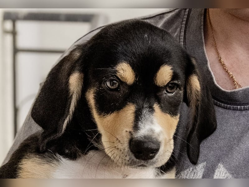 Kokonimix Tammy und Sammy suchen ein Zuhause