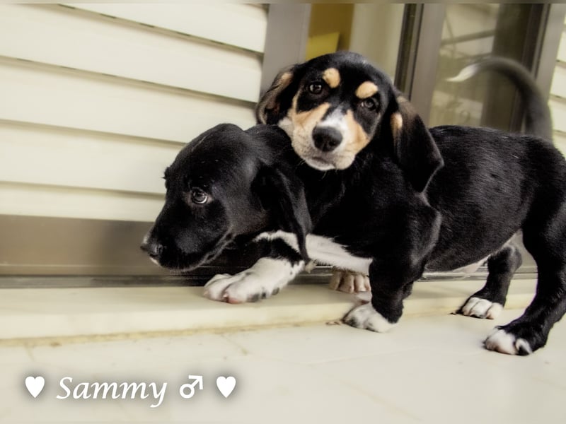 Kokonimix Tammy und Sammy suchen ein Zuhause