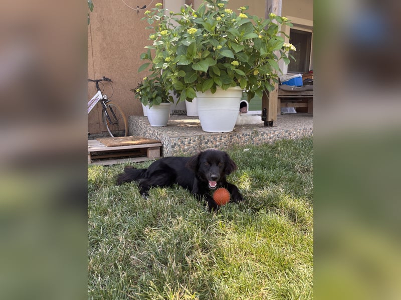 Loui sucht sein Zuhause