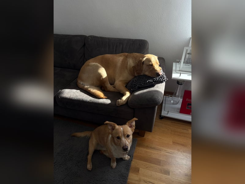 Toffee in 92676 Eschenbach