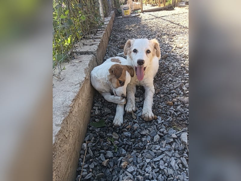 Mia sucht ein Zuhause – zwei bezaubernde Kokoni-Mix-Welpen