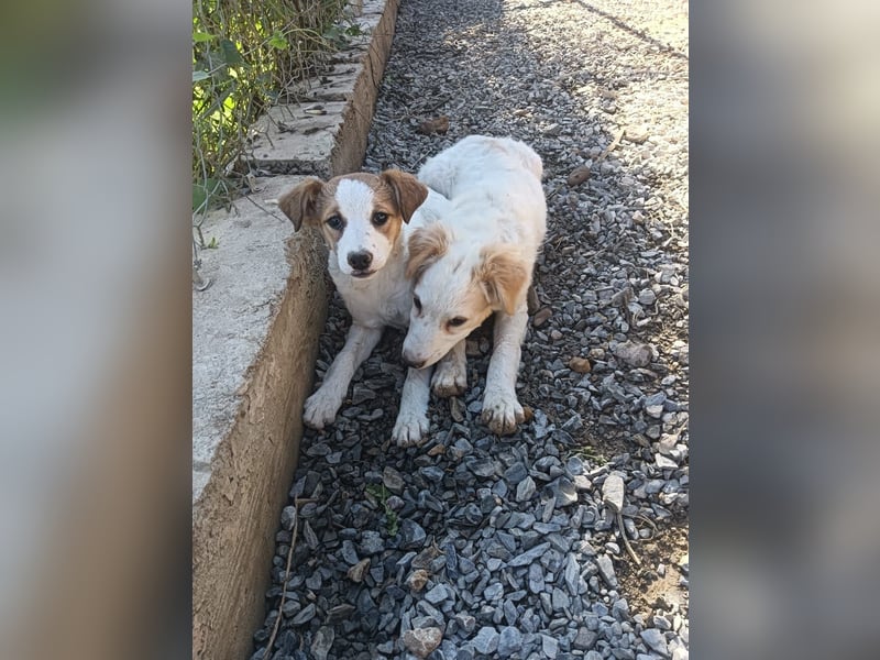 Mia sucht ein Zuhause – zwei bezaubernde Kokoni-Mix-Welpen