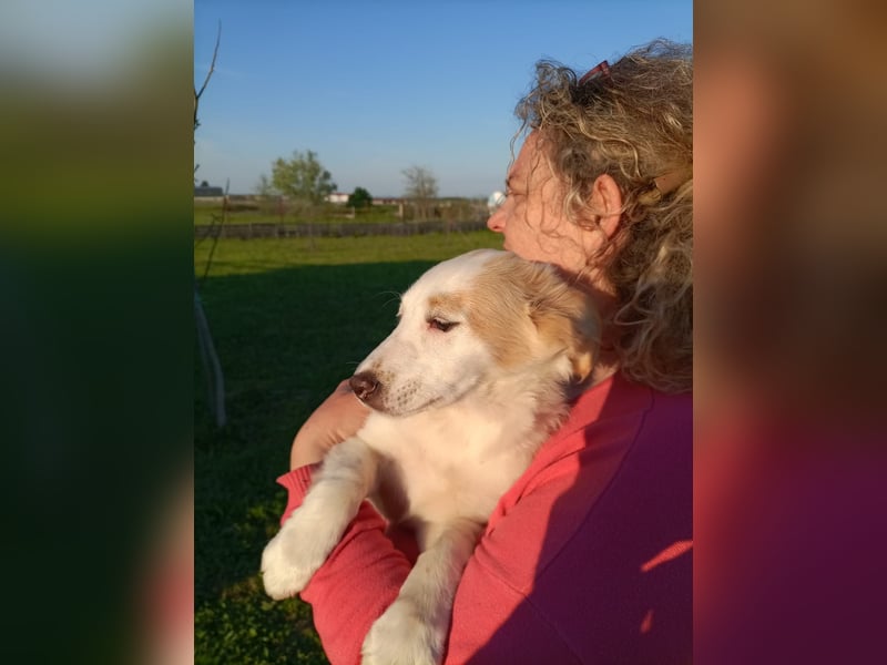 Zuhause gesucht für kleine Kokoni-Mix-Hündin Miri