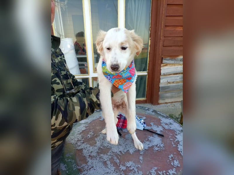 Zuhause gesucht für kleine Kokoni-Mix-Hündin Miri