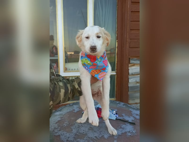 Zuhause gesucht für kleine Kokoni-Mix-Hündin Miri