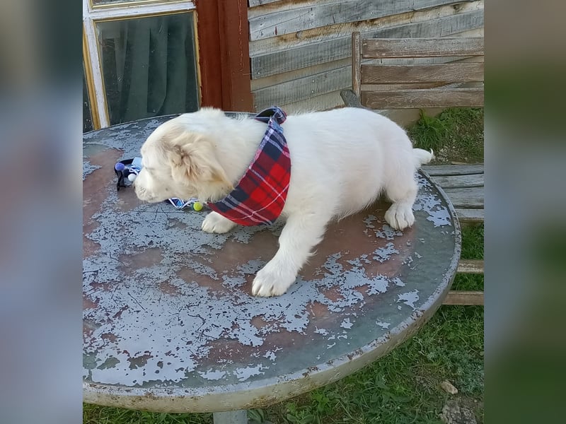 Zuhause gesucht für kleine Kokoni-Mix-Hündin