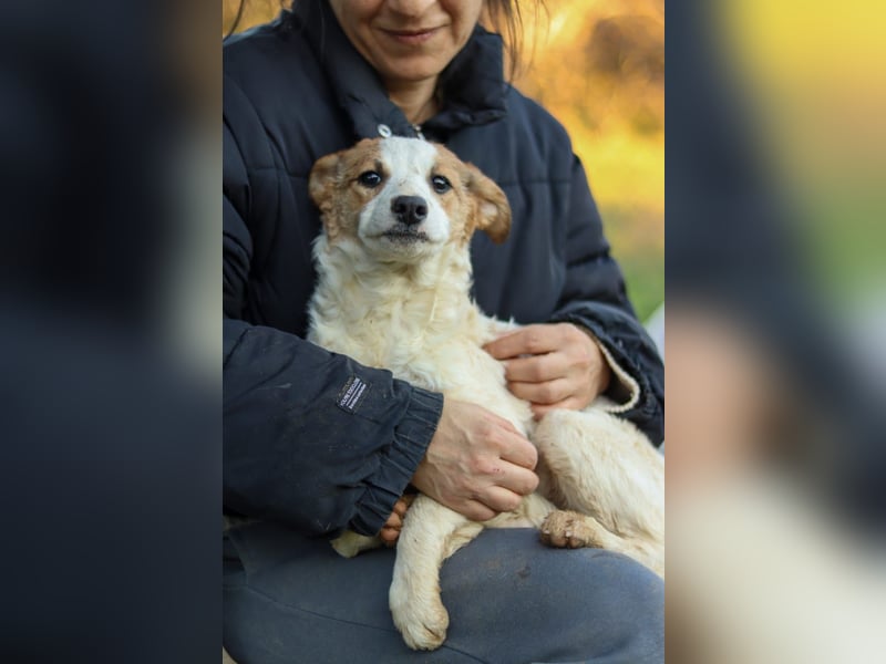 Mia sucht ein Zuhause – zwei bezaubernde Kokoni-Mix-Welpen