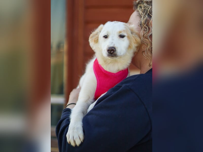 Zuhause gesucht für kleine Kokoni-Mix-Hündin Miri