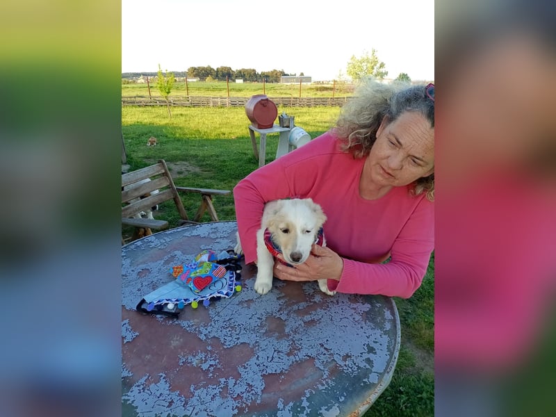 Zuhause gesucht für kleine Kokoni-Mix-Hündin