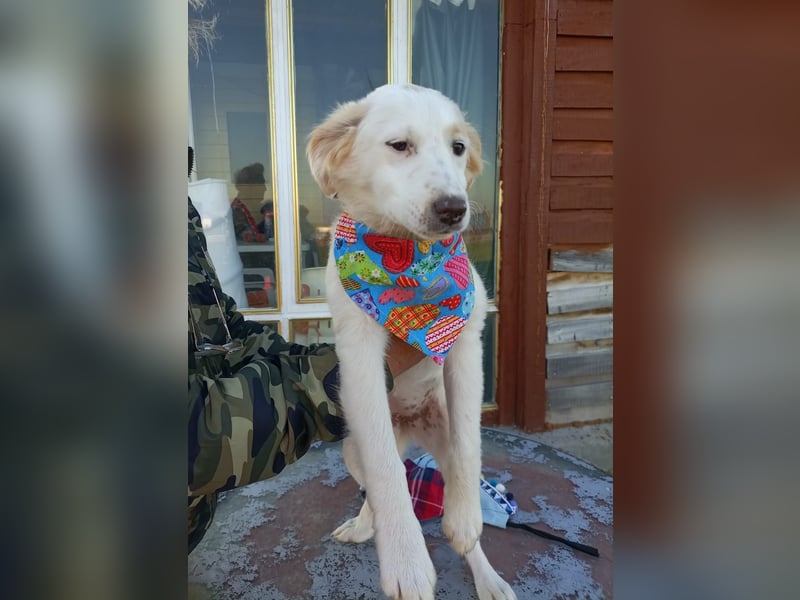 Zuhause gesucht für kleine Kokoni-Mix-Hündin Miri