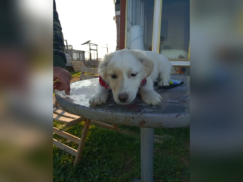 Zuhause gesucht für kleine Kokoni-Mix-Hündin