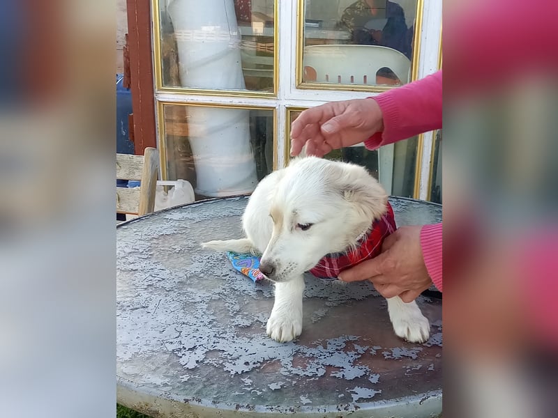 Zuhause gesucht für kleine Kokoni-Mix-Hündin