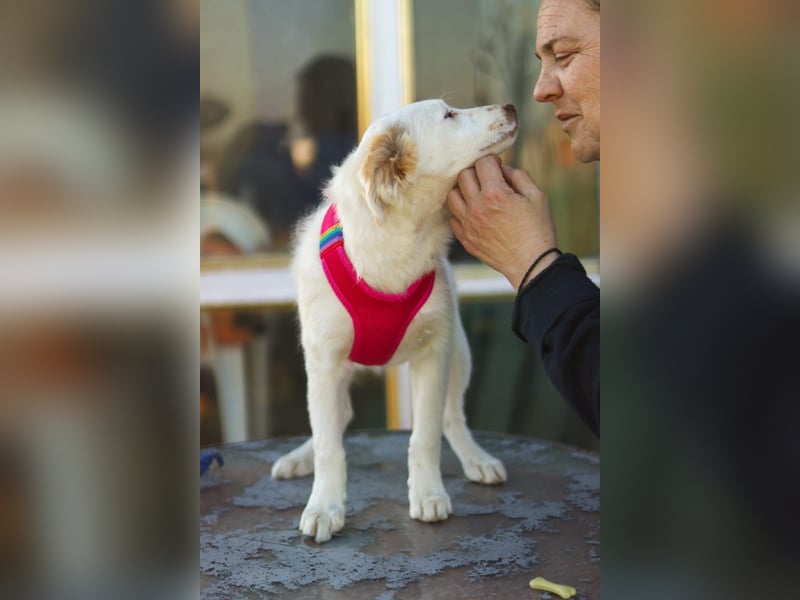 Zuhause gesucht für kleine Kokoni-Mix-Hündin Miri