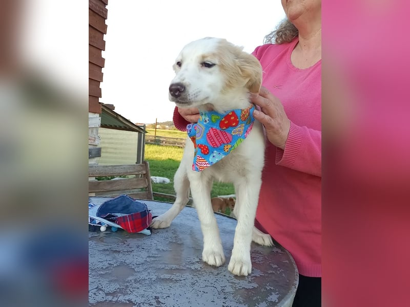 Zuhause gesucht für kleine Kokoni-Mix-Hündin Miri