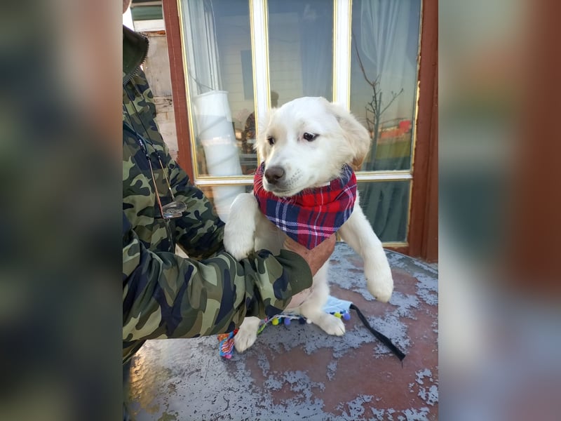 Zuhause gesucht für kleine Kokoni-Mix-Hündin