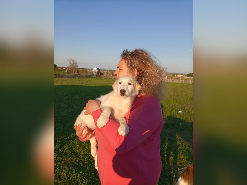 Zuhause gesucht für kleine Kokoni-Mix-Hündin Miri