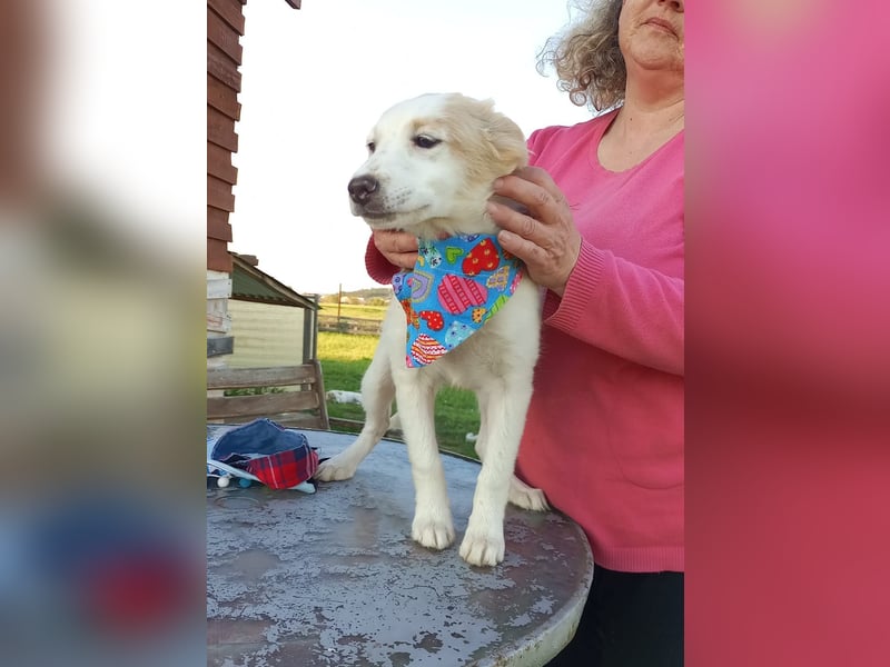 Zuhause gesucht für kleine Kokoni-Mix-Hündin Miri