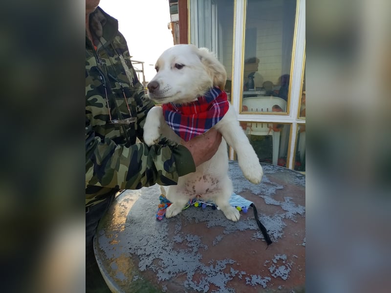 Zuhause gesucht für kleine Kokoni-Mix-Hündin