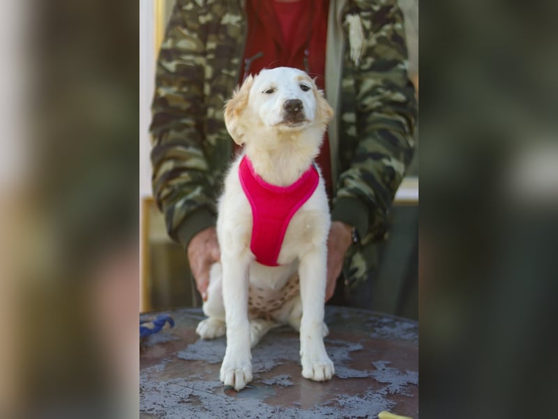 Zuhause gesucht für kleine Kokoni-Mix-Hündin Miri