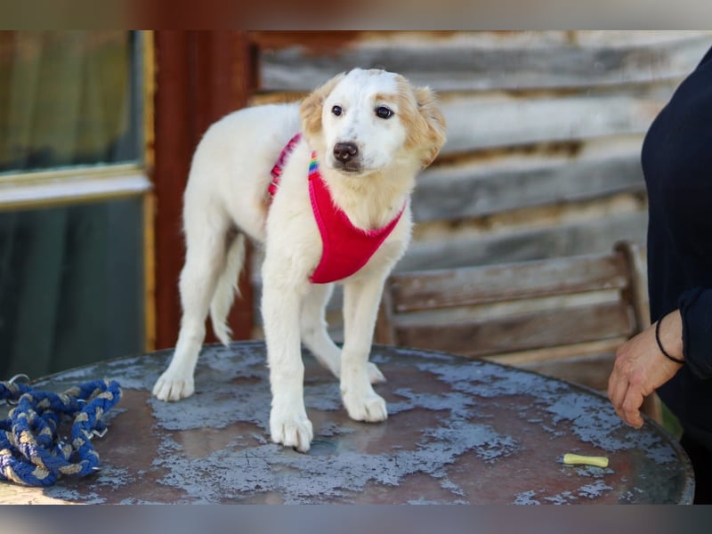 Zuhause gesucht für kleine Kokoni-Mix-Hündin Miri