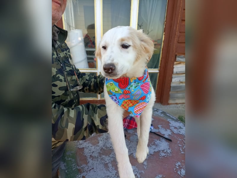 Zuhause gesucht für kleine Kokoni-Mix-Hündin Miri