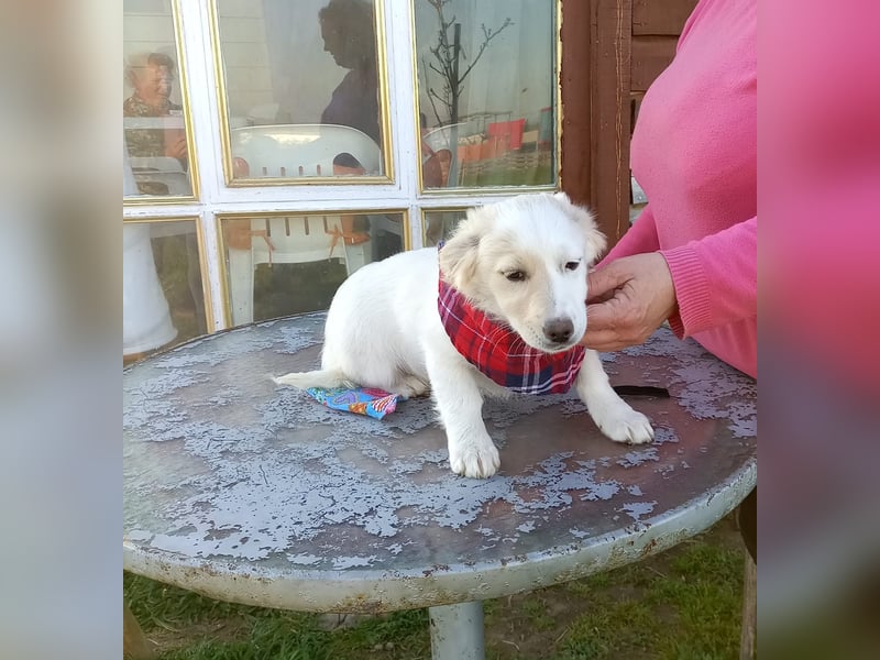 Zuhause gesucht für kleine Kokoni-Mix-Hündin