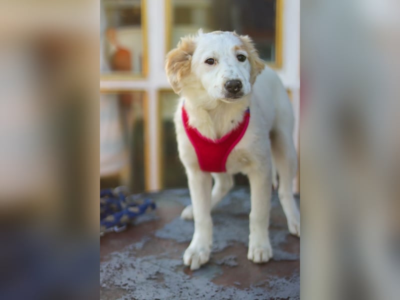 Zuhause gesucht für kleine Kokoni-Mix-Hündin Miri