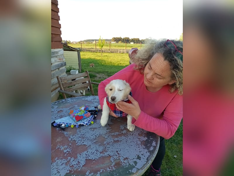 Zuhause gesucht für kleine Kokoni-Mix-Hündin