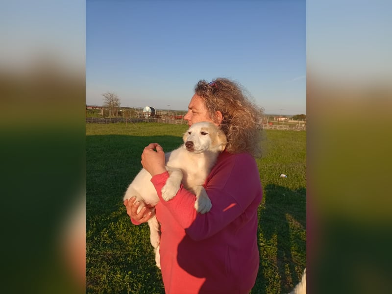 Zuhause gesucht für kleine Kokoni-Mix-Hündin Miri