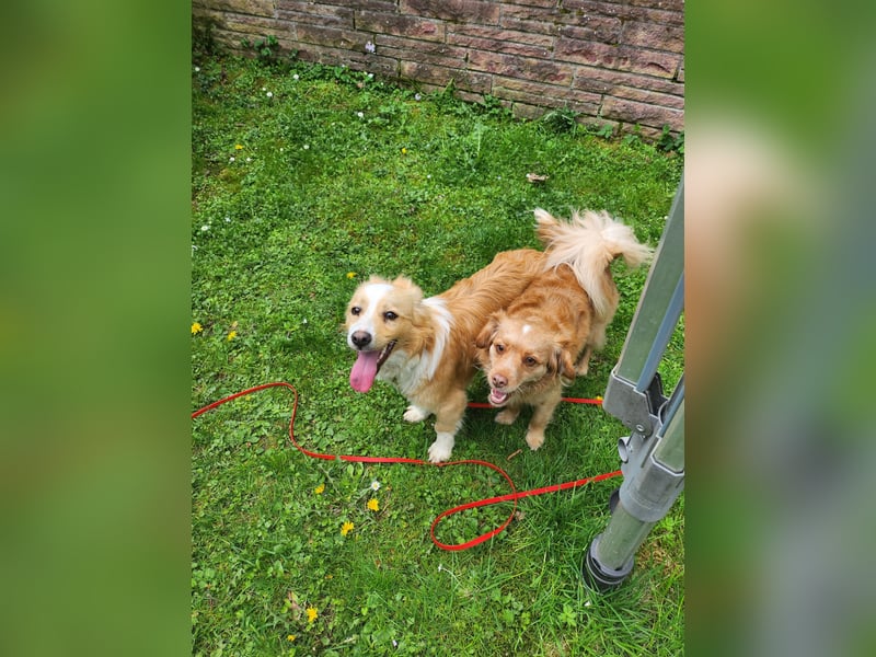 Sonnenschein sucht Familie