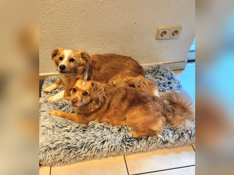 Sonnenschein sucht Familie