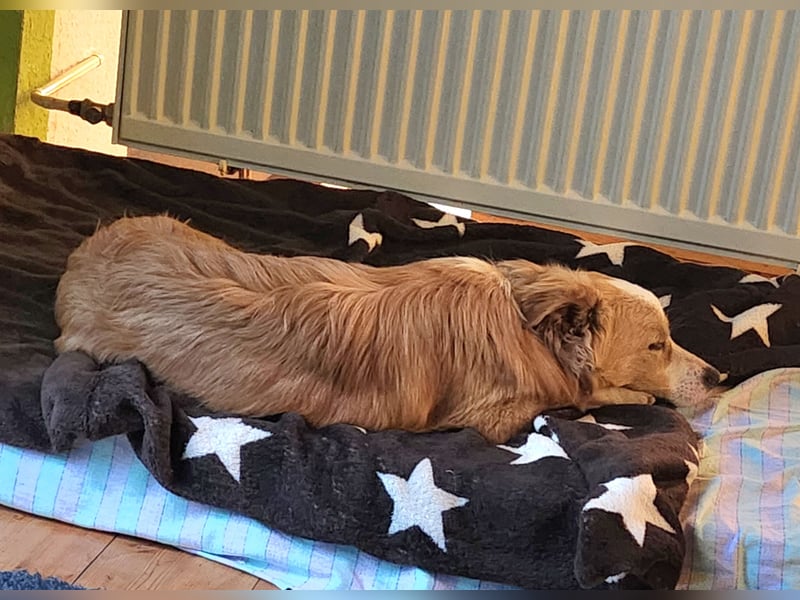 Sonnenschein sucht Familie