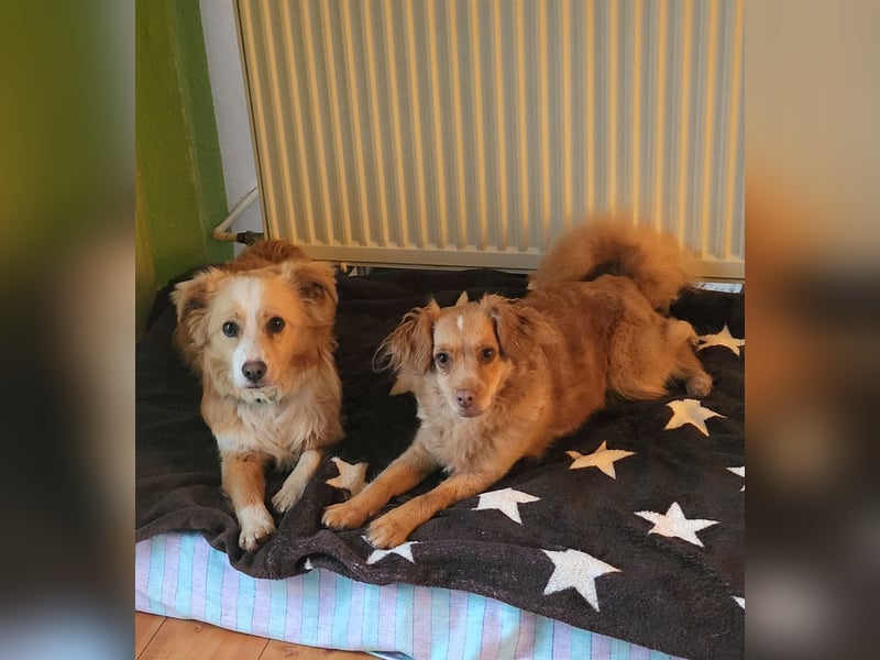 Sonnenschein sucht Familie