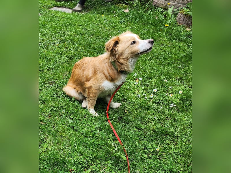 Sonnenschein sucht Familie