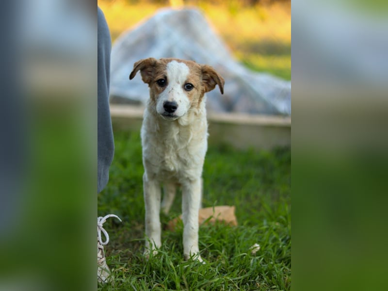 Zuhause gesucht – zwei bezaubernde Kokoni-Mix-Welpen 