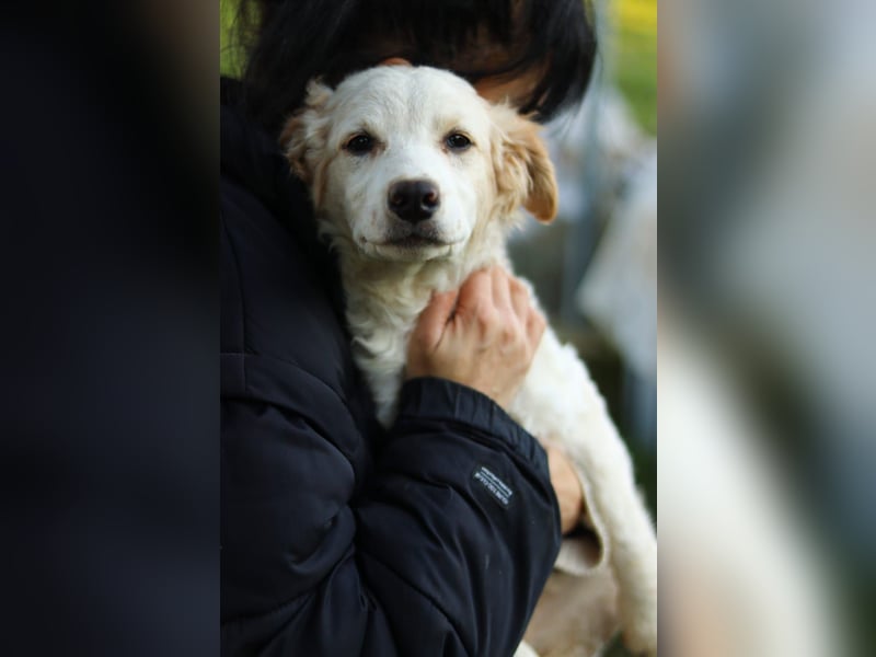 Zuhause gesucht – zwei bezaubernde Kokoni-Mix-Welpen 