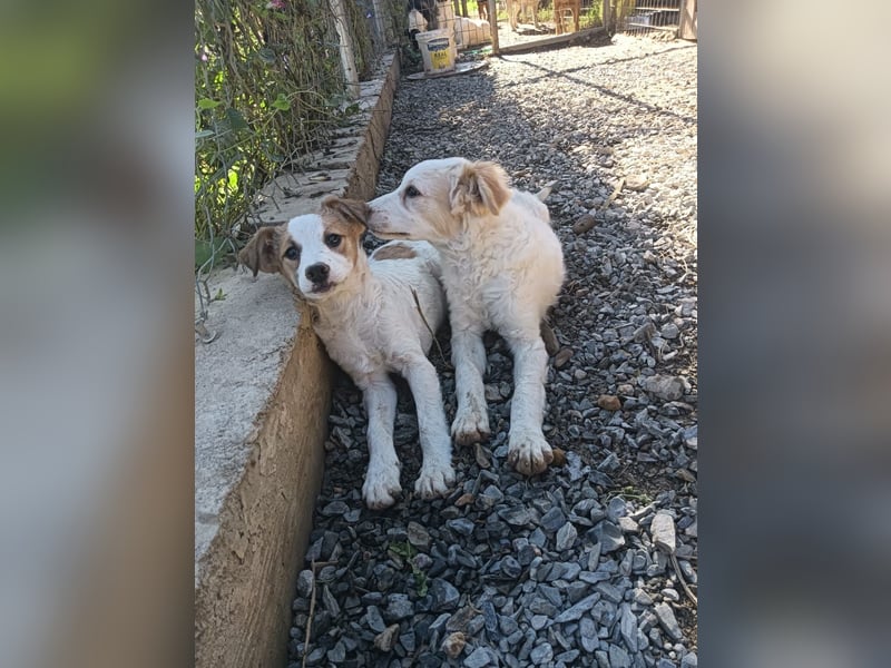 Zuhause gesucht – zwei bezaubernde Kokoni-Mix-Welpen 