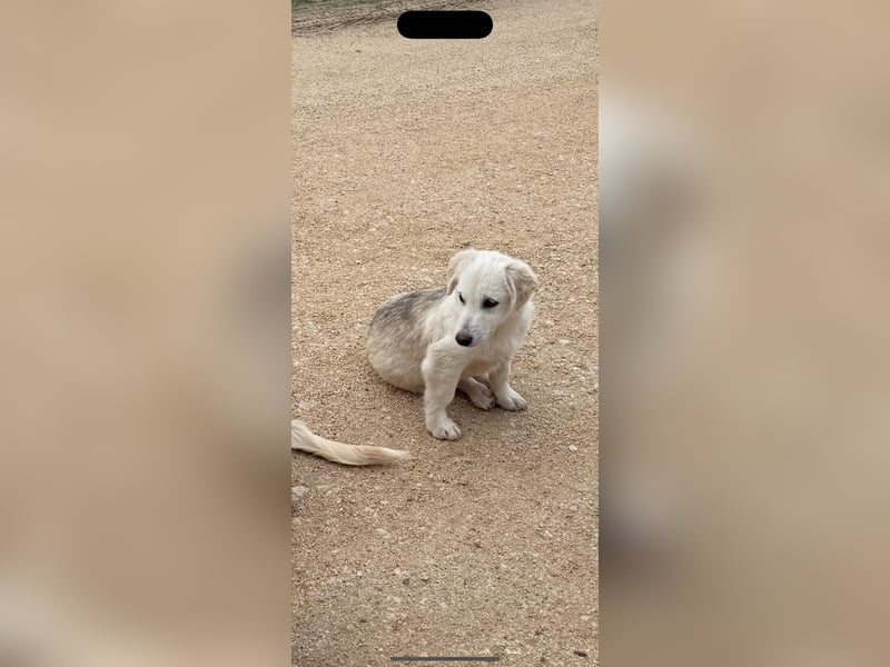 Yuki: Kokoni-Mix sucht Körbchen