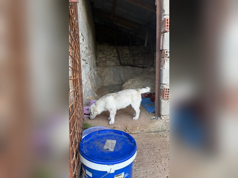 Yuki: Kokoni-Mix sucht Körbchen