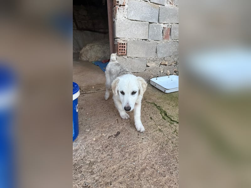 Yuki: Kokoni-Mix sucht Körbchen