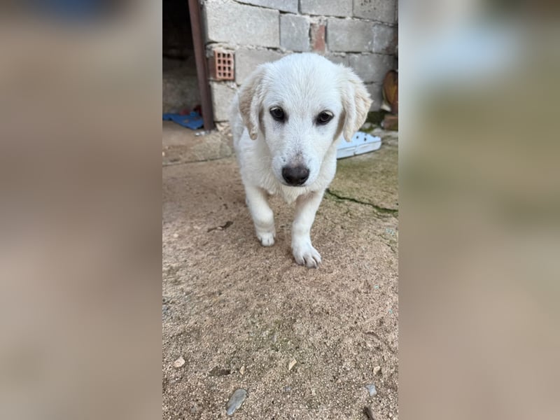 Yuki: Kokoni-Mix sucht Körbchen