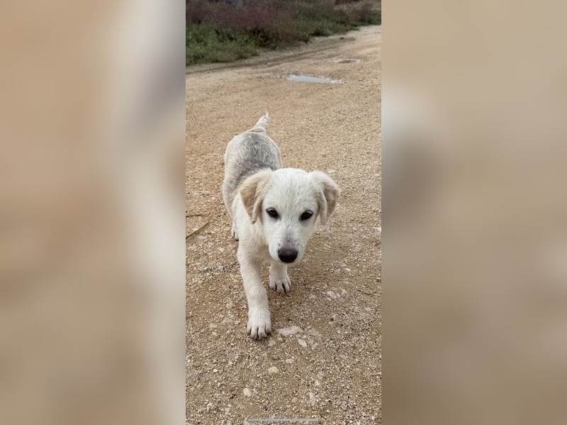 Yuki: Kokoni-Mix sucht Körbchen