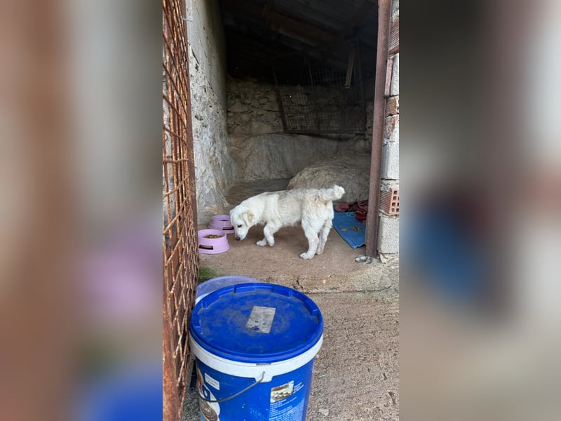 Yuki: Kokoni-Mix sucht Körbchen