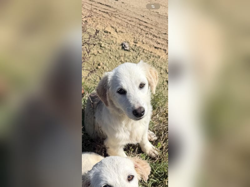 Yuki: Kokoni-Mix sucht Körbchen