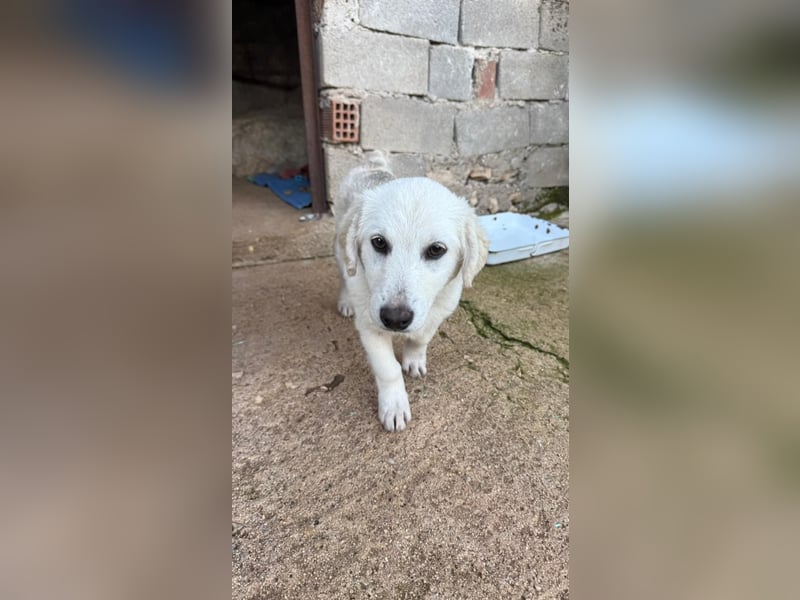 Yuki: Kokoni-Mix sucht Körbchen