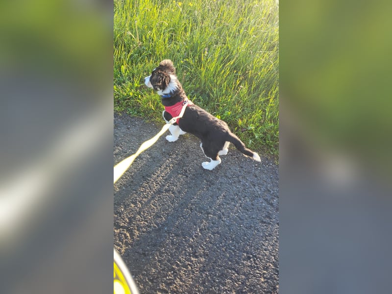 Cody der knuffige Kokonimix